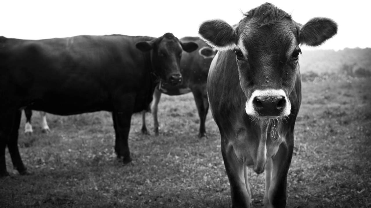 White Cow Dairy